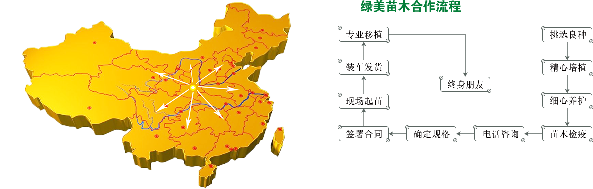 綠美苗木合作流程